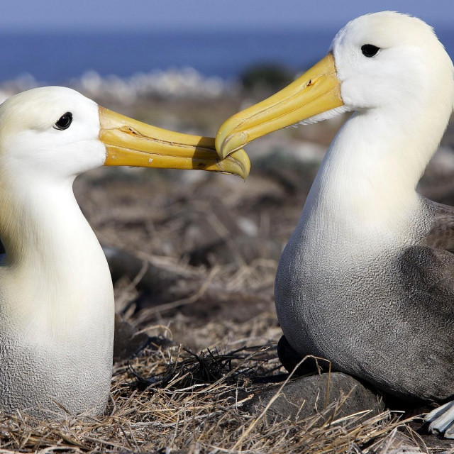 Albatrosi u interakciji / Ilustracija
