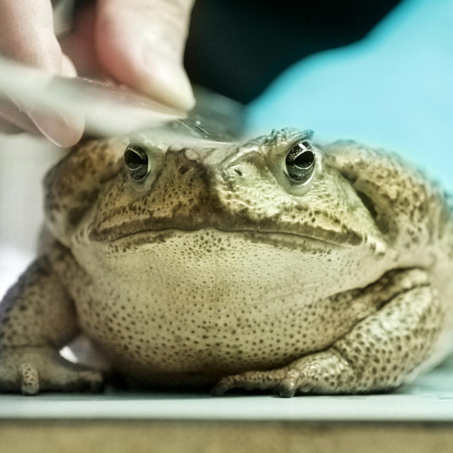 Proađena je značajna količina mladunaca divovskih gubaica, pa stručnjaci vjeruju da vrsta cirkulira već neko vrijeme
