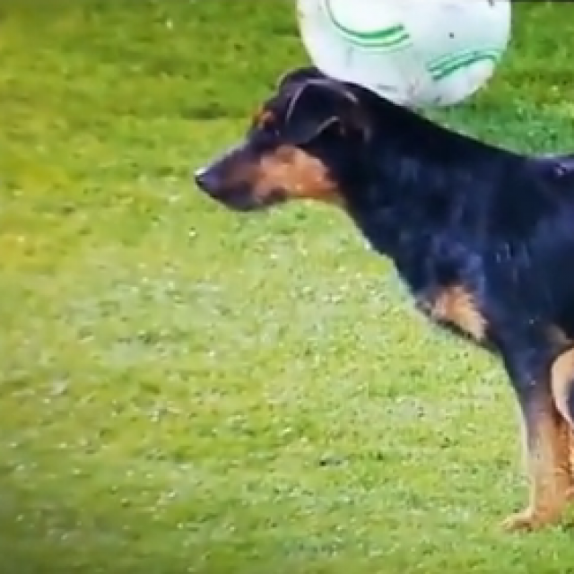 Pas se olakšao pred utakmicu
