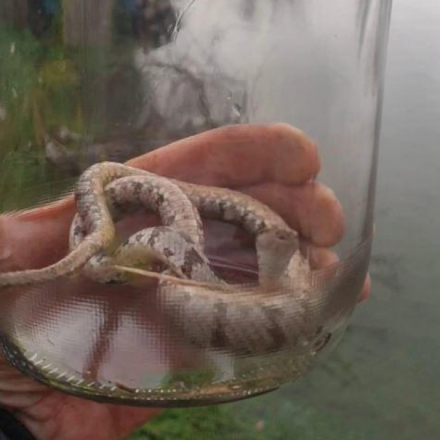 Jednu zmiju Dicmanjani su stavili u staklenu bocu
