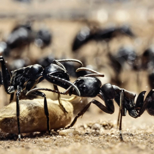 Mravi su bili detektirani pomoću DNK-a prikupljenog iz zraka

