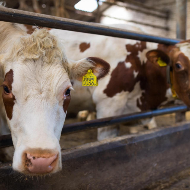 Ilustracija, industrijska farma u Nizozemskoj
