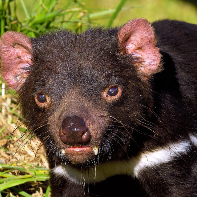 Tazmanijski vrag, ugrožena vrsta u Australiji
