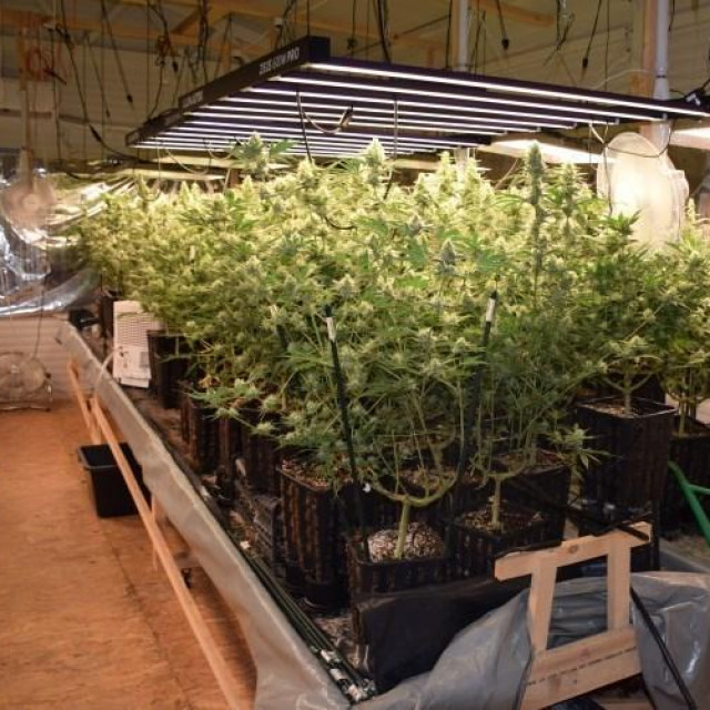 laboratorij marihuane u Velikoj Gorici
