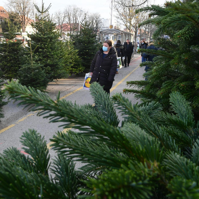 Prodaja borova u Heinzelovoj ulici 
