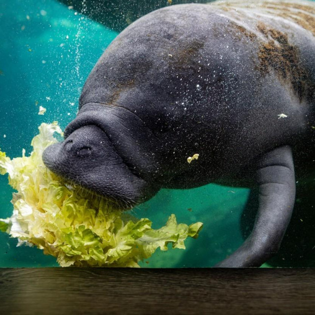 Hranjenje morske krave
