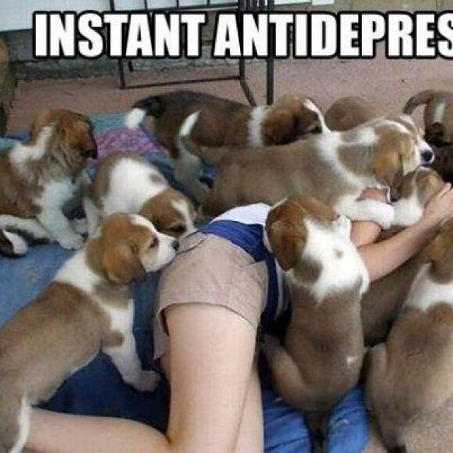 Sporni meme štenaca koji je Facebook uklonio korisniku Josipu Prvonožcu
