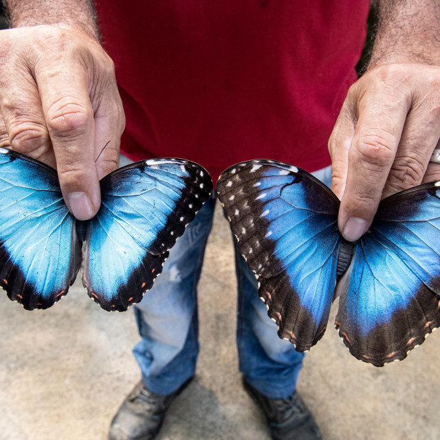 Leptiri koje uzgaja Donald prepoznatljivi su po predivnoj plavoj boji

