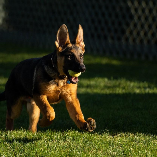 Bidenov pas Commander
