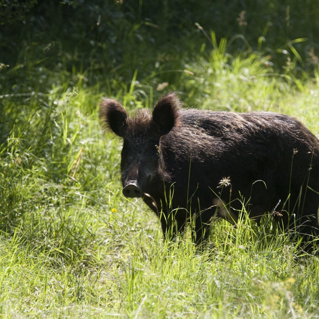 Divlja svinja/Ilustracija
