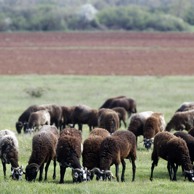 Stado ovaca pase travu
