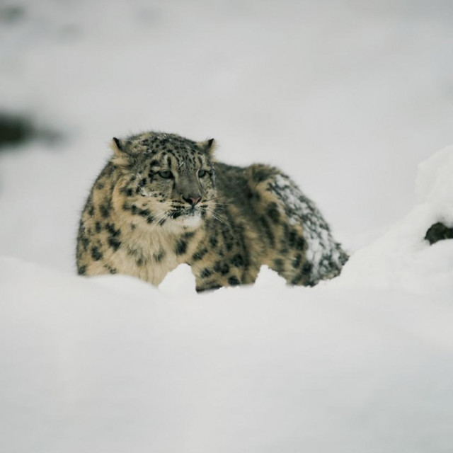 Snježni leopard
