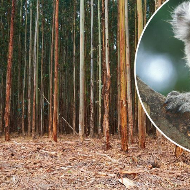 Ilustracija: posječena šuma eukaliptusa i koala u krugu
