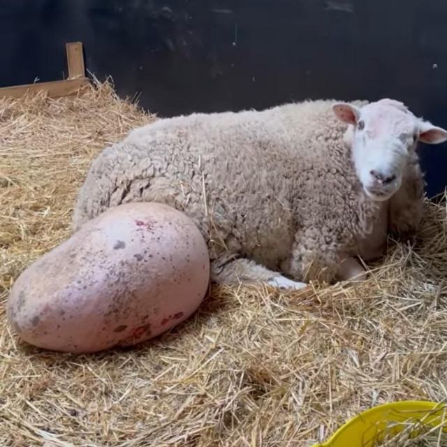 Rammie Baa Baa prije operacije
