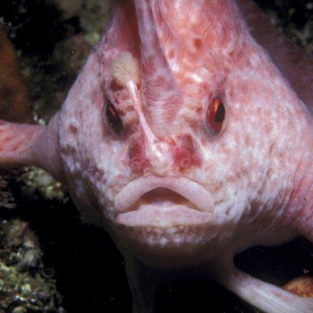 Ružičasta riba s 'rukama'
