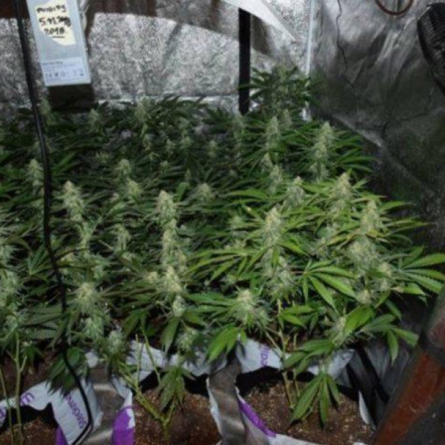 Uzgoj marihuane; ilustracija
