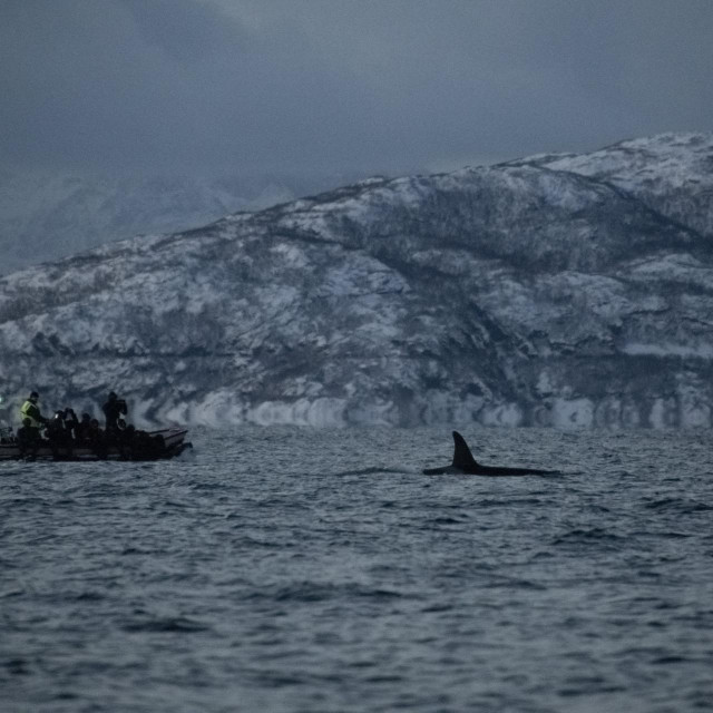 Istraživači promatraju kita, ilustracija
