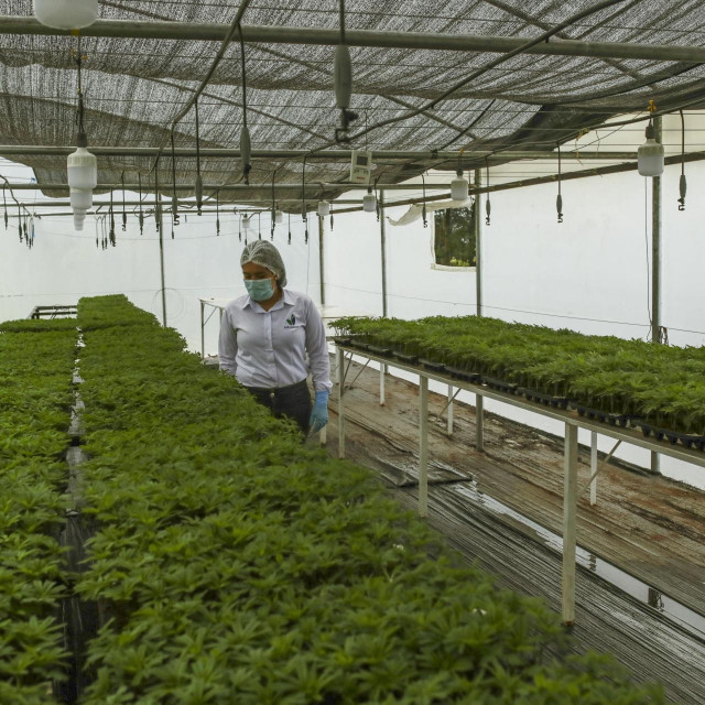 Uzgoj kanabisa/Ilustracija
