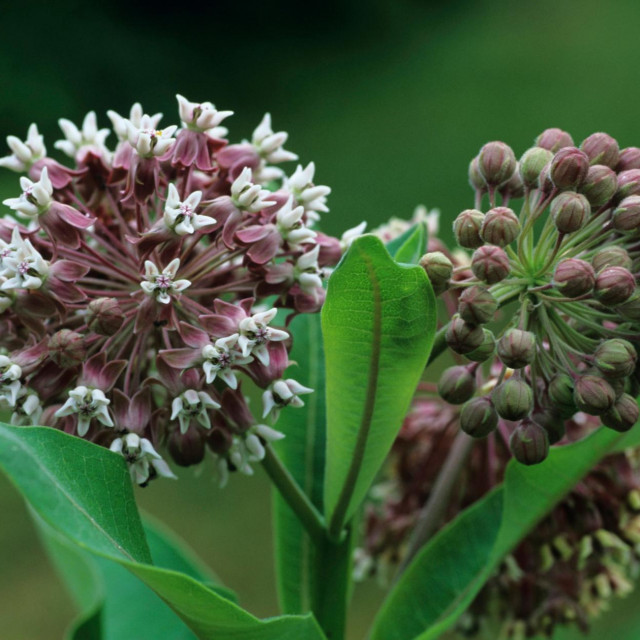 Cigansko perje intenzivno se širi i onemogućuje rast zavičajnim vrstama
