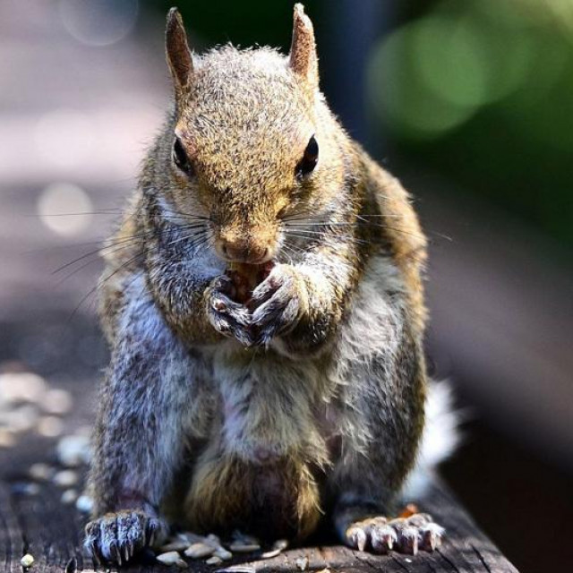 Ilustracija, siva vjeverica
