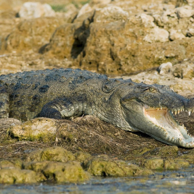 Ilustracija, močvarni krokodil
