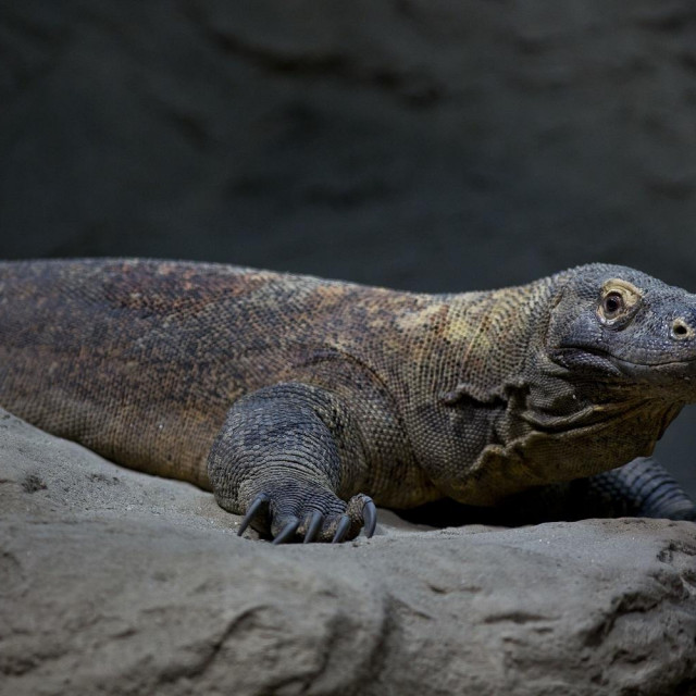 Komodski varan Freddie
