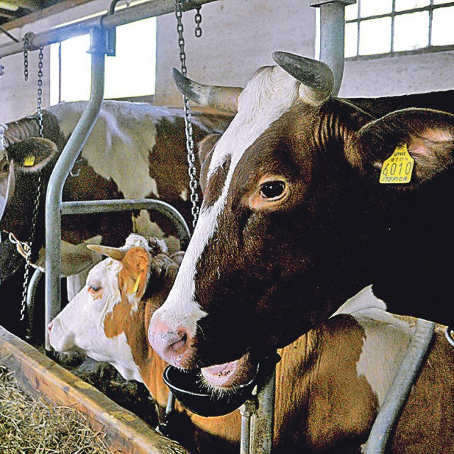 Ne iznenađuje što, prema podacima o isplatama iz Programa ruralnog razvoja Hrvatske 2014.-2020., najveći udjel isplata ide u korist fizičkih osoba zato što su OPG-ovi, kao najčešći korisnici potpora, pravno vezani uz fizičke osobe kao nositelje
