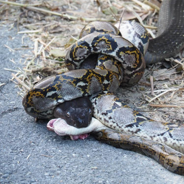 Borba kraljevske kobre i pitona snimljena na jednoj cesti u Tajlandu
