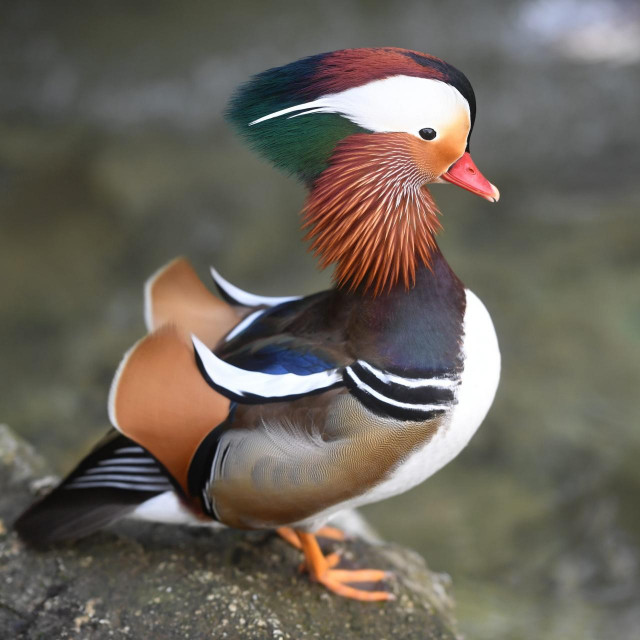 Mandarinski patak, ilustracija
