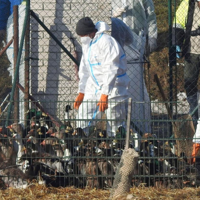 Perad i veterinari u Češkoj
