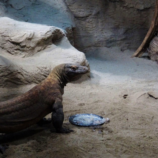 Komodski varan jede tortu
