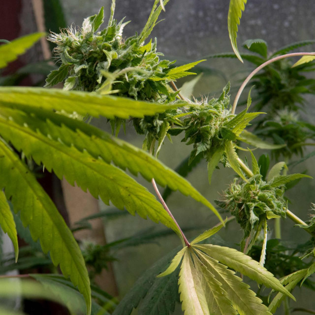 Ilustracija / kanabis
