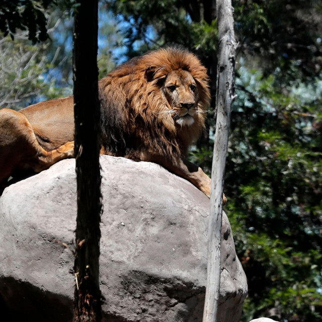 Lav Maseru jedan je od onih koji su dobili eksperimentalno cjepivo 

 

 

