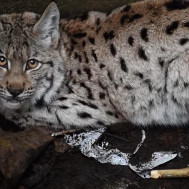 Marta prije uspavljivanja
