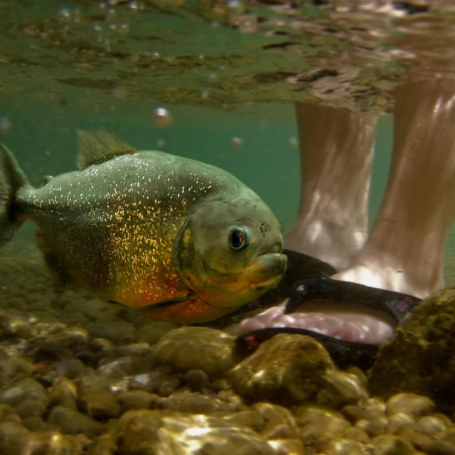 Piranja; ilustracija
