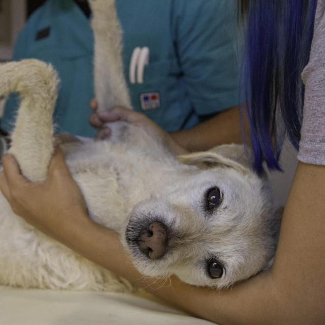 Antibiotici za ljude mogu se davati i psima, ali nikako ne bez savjetovanja s veterinarom
