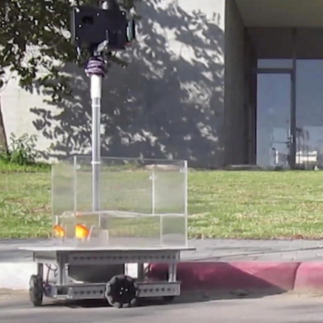 Zlatna ribica upravlja vozilom
