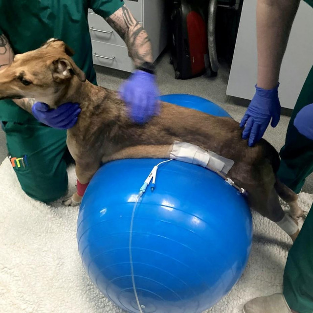 Pas nakon što je primio terapiju protiv tetanusa odlazi na fizioterapiju

 


 
