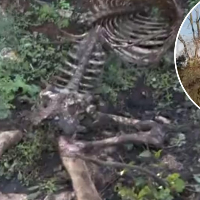 Kosti ovaca i Dragica Žufić (u krugu)
