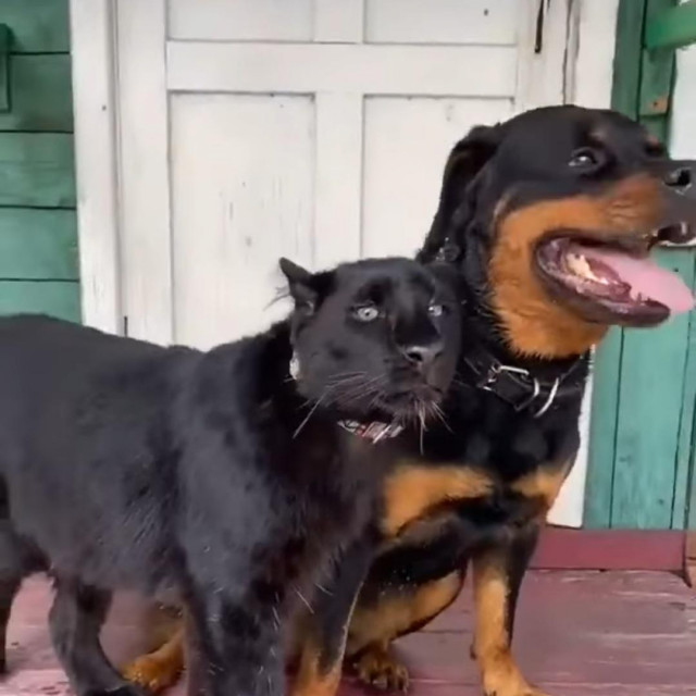 Neobični prijatelji
