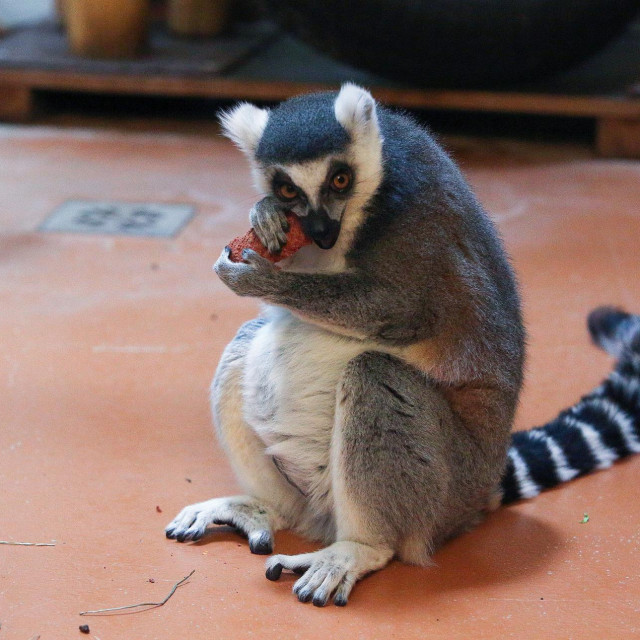 Lemur iz ZOO Zagreba
