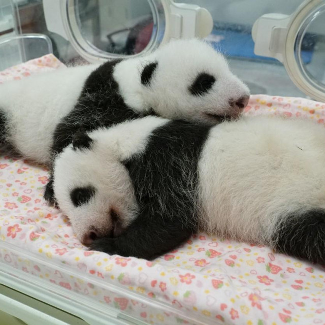 Xiao Xiao and njegova sestra Lei Lei u kolovozu prošle godine
