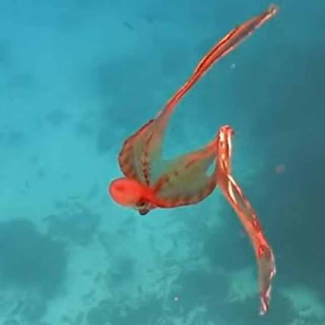 Tremoctopus hobotnica
