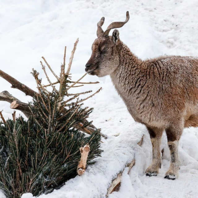 Divlja koza u ZOO vrtu u Moskvi
