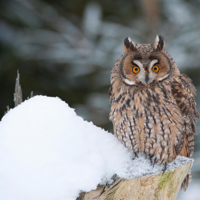 Mala ušara (Asio otus)
