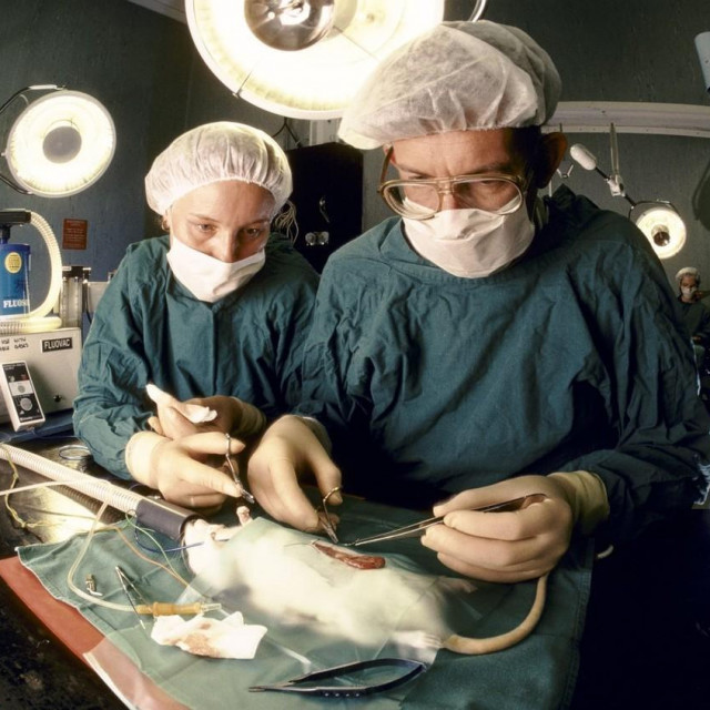 Testiranje na životinjama
