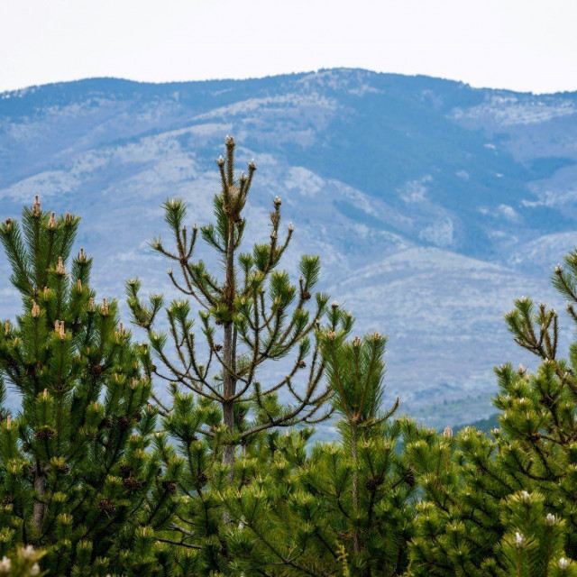 Park prirode Dinara/Ilustracija
