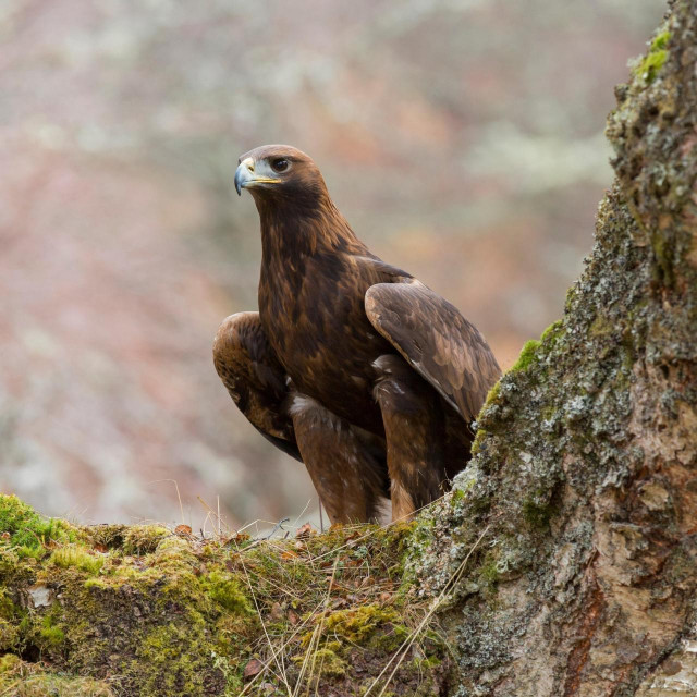 Suri orao/Ilustracija
