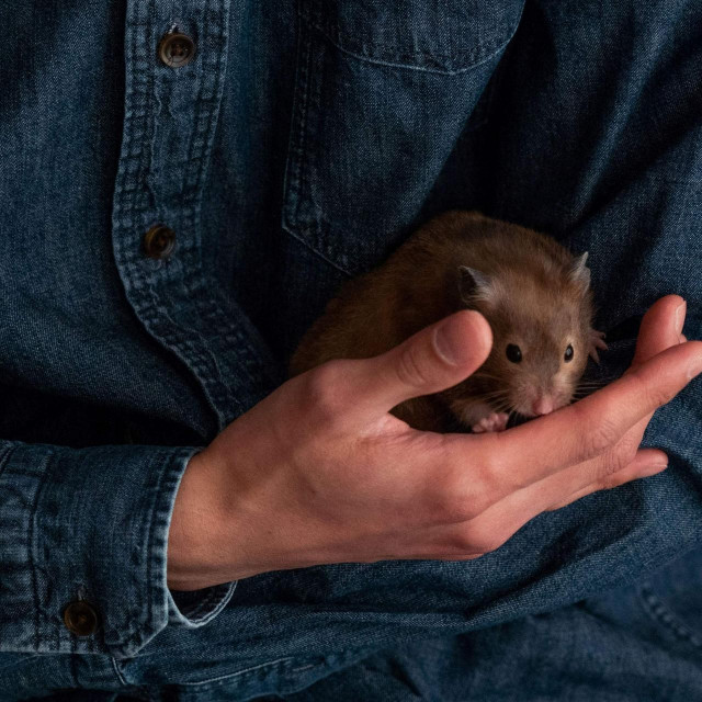Cheung, a member of an online hamster community who has volunteered to foster abandoned small animals in light of government instructions for pet owners to give up recently purchased hamsters, chinchillas, rabbits and guinea pigs for culling after hamsters in a pet store tested positive for Covid-19, plays with his two-year-old hamster named ”Ring” in Hong Kong on January 19, 2022. (Photo by Bertha WANG/AFP)

