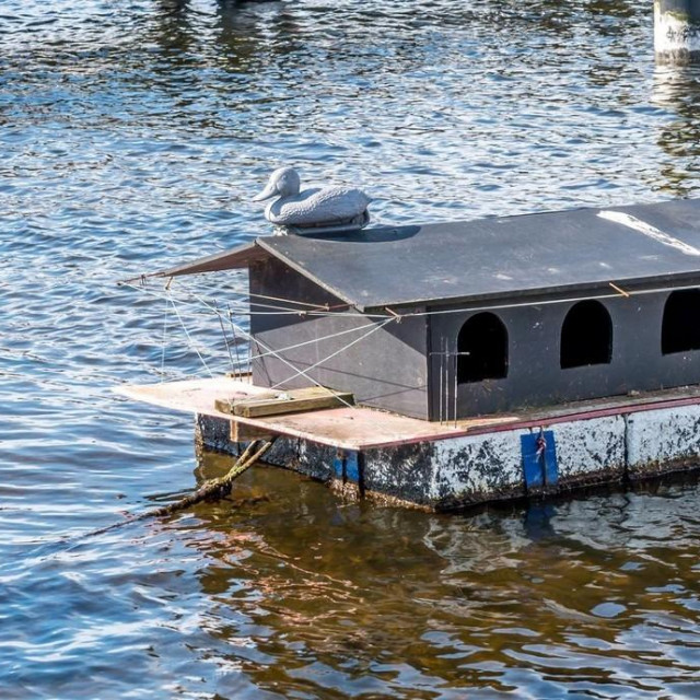 Kućica za divlje patke, ilustracija
